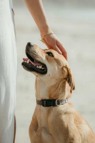 How To Protect Your Pets From The Heat