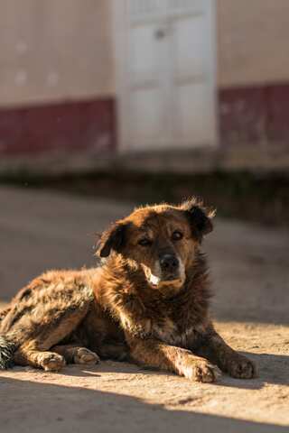 Things To Avoid: Protecting Animals From Summer Heat