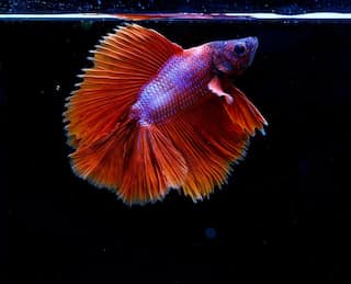 5 Popular and Beginner-Friendly Fish for Your Home Aquarium
