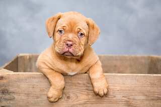  5 Super Healthy Foods for Dogs
