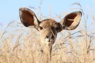 Deaf? 6 Animals Whose Ears Are Hidden