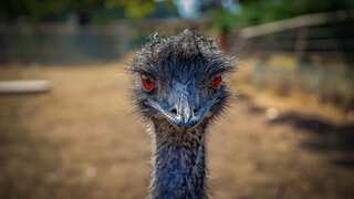 6 Birds That Can’t Fly
