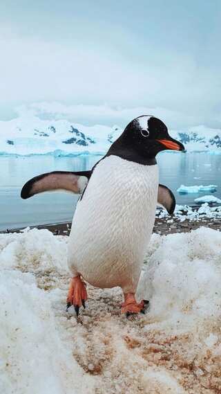World Penguin Day 2024: 5 Lesser-Known Facts About Penguins 