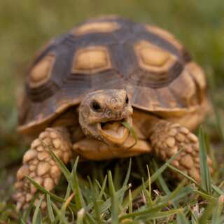 6 Animals That Can't Jump