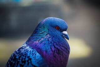 7 Tips To Save Your Terrace From Pigeon Menace  
