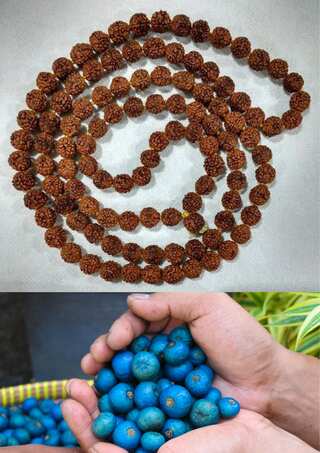 5 Reasons to Grow Rudraksha Plant at Home