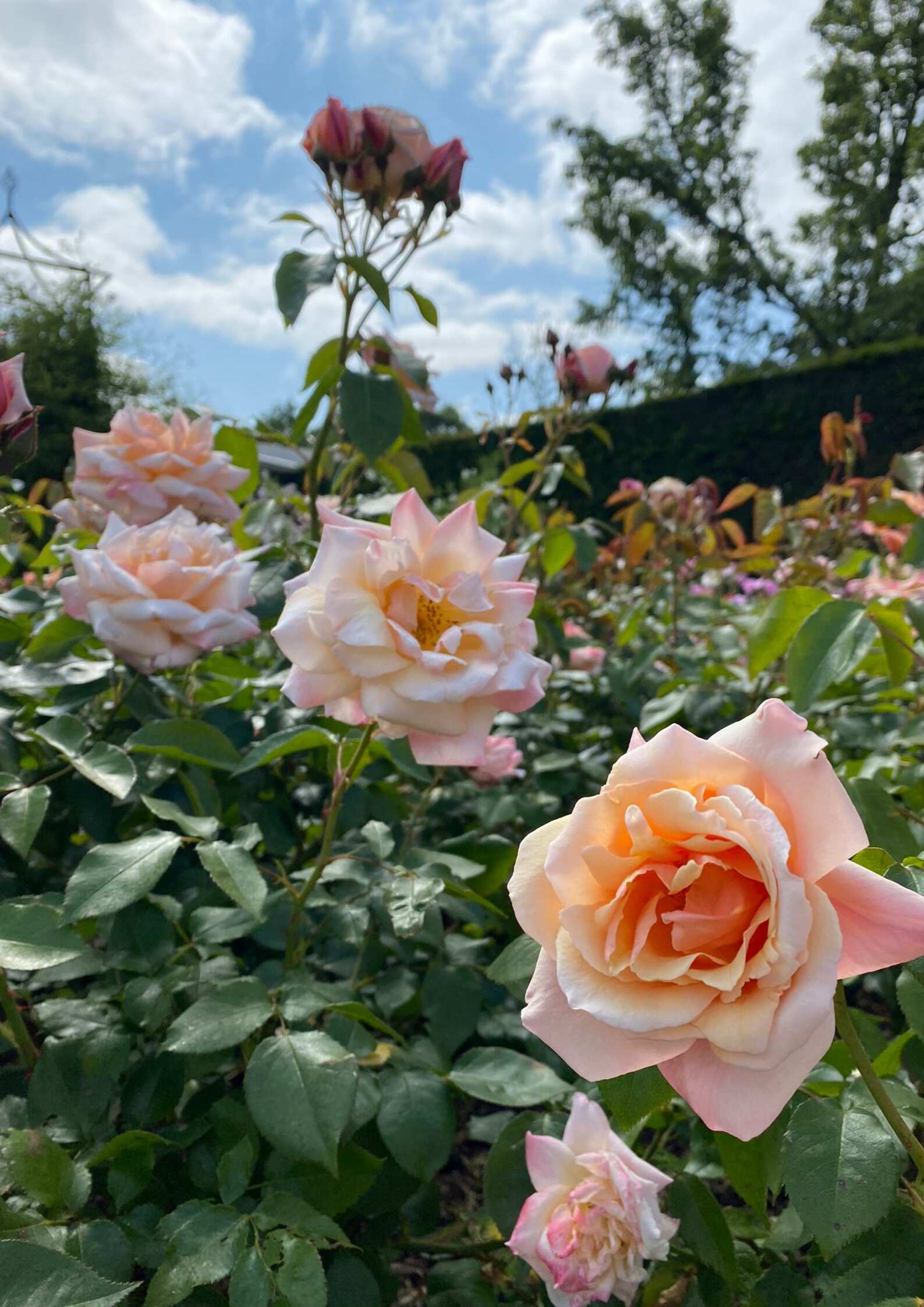 Unnatural Roses 5 Most Unique Naturally Grown Roses in the World