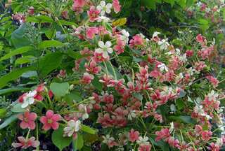 5 Reasons To Keep Madhumalati (Rangoon Creeper) at Home