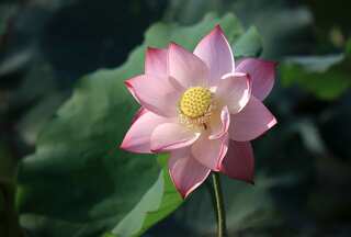 5 Flowering Plants That Bring Positive Energy Into Your Home as Per Vastu