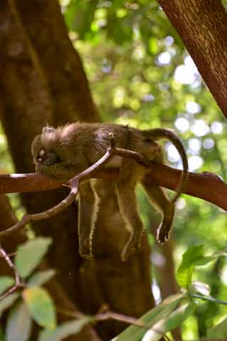 Lazy Animals: Six ‘Couch Potatoes’ Of The Animal Kingdom