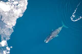 5 Animals With The longest Lifespans