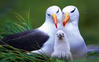 6 Animals That Mate for Life