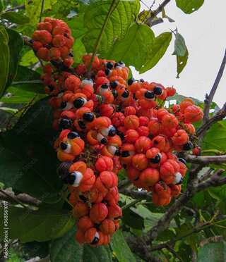 8 Health Benefits of Guarana
