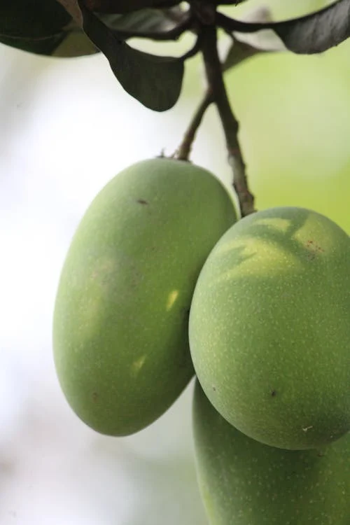  6 Incredible Health Benefits of Consuming Raw Mangoes

