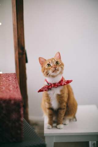 World Health Day 2024: Benefits of Having Pets on Health