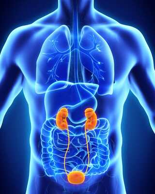 6 Natural Methods to Support Kidney Health 