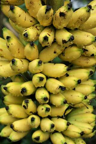 5 Side Effects of Eating Too Many Bananas