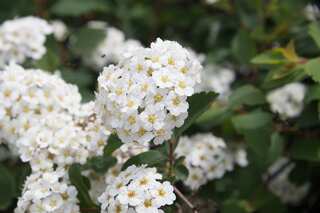 7 Things You Must Do To Keep Your Plants Alive This Summer