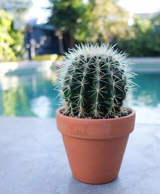 6 Essential Care Tips for Your Cactus at Home 