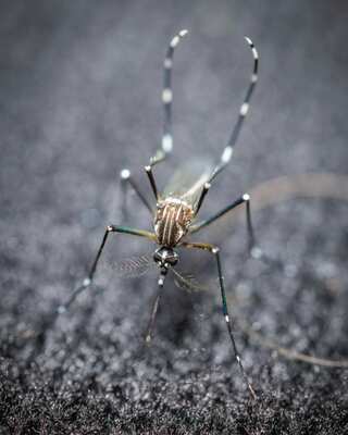 7 Natural Ways to Keep 
Mosquitoes Away