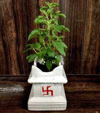 Tips To Grow And Care For Tulsi Plant