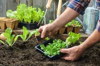 6 Health Benefits of Gardening