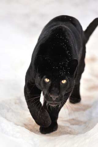 7 Facts About Black Panther You Didn’t Know