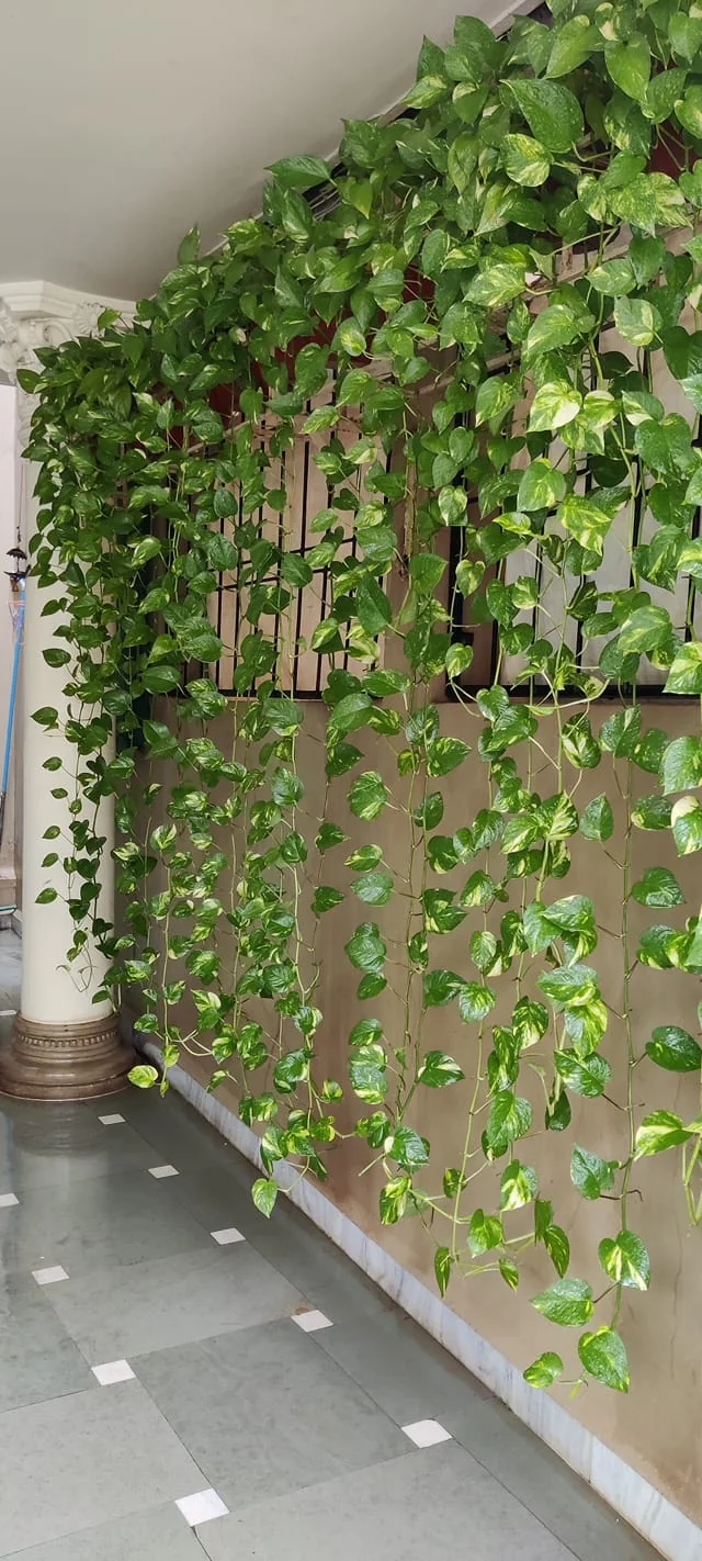 Money Plant: Tips To Grow And Care