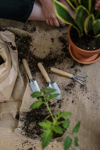 5 Herbs You Can Easily Grow In Your Apartment