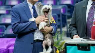7 Cute Moments from the 148th Westminster Kennel Club Dog Show