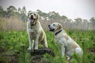 Top 7 Animal-Friendly US States, Ranked
