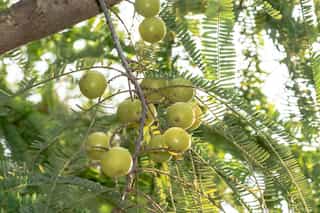  5 Reasons Why Amla Should Be Part Of Your Summer Diet