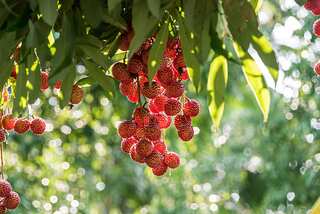 7 Reasons Why Lychee Should Be Your Go To Summer Fruit