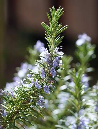 5 Herbs to Boost Your Brain, Improve Focus and Attention