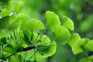 7 Benefits Of Ginkgo Biloba, A Herbal Supplement For The Heart And Brain 
