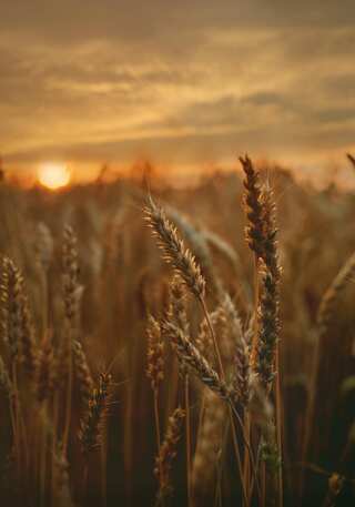 5 Benefits of Drinking Barley Water