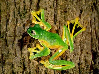 6 Animals That Can Fly