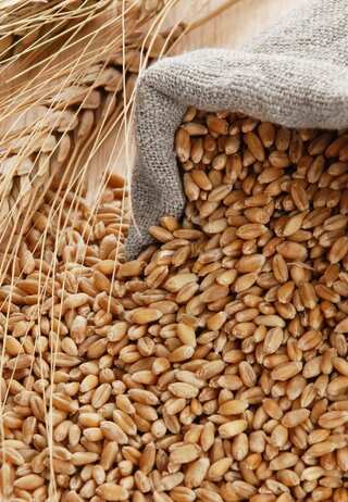 Why Khapli Wheat Should Be The Next Superfood In Your Diet?