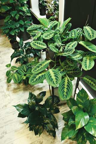 5 Indoor Plants that Change Colours
