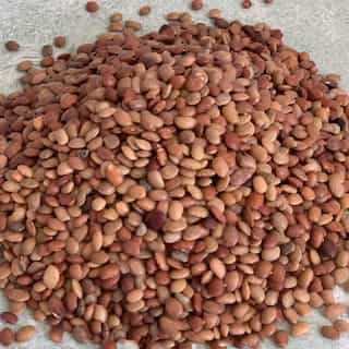 5 Health Benefits of Kulthi Dal (Horse Gram)