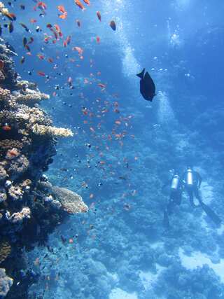 5 Largest Living Sea Creatures