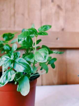 6 Benefits of Drinking Tulsi Water