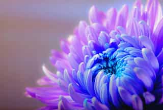 7 Flowering Plants That Thrive Under Full Sun And Intense Heat  