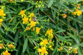 5 Herbs To Boost Happiness
