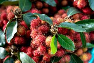 Eating Rambutan Daily Can Cure Vitamin C Deficiency