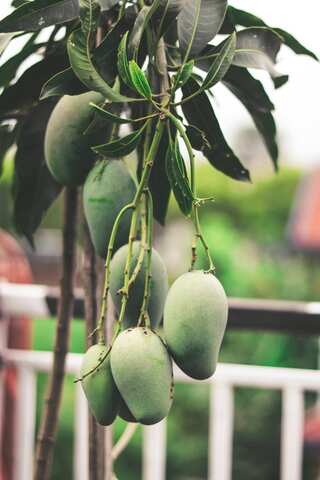 5 Raw Mango Face Packs for Glowing Skin in Summers

