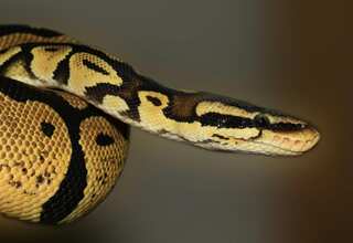 4 Most Poisonous Animals in the World