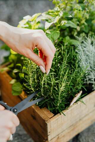 6 Plants That Act As Insect Repellent
