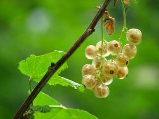 Is Gooseberry (Amla) Good for Diabetes?