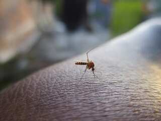 6 Ways To Avoid Dengue This Monsoon Season
